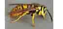 pest control auckland