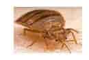 pest control auckland