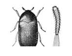 pest control auckland