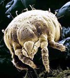 carpet beetle control Auckland