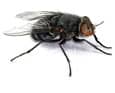 Fly Control Treatments