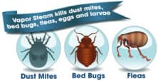 dust mite control Auckland