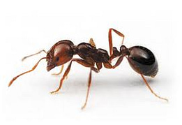 ant identification control