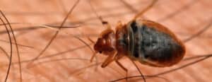carpet beetle control Auckland