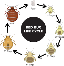 bed bugs control Auckland
