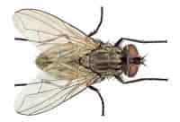 fly pest control auckland